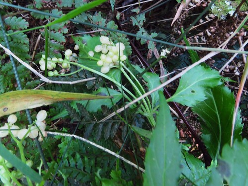 Sambucus gaudichaudiana (Sambucus gaudichaudiana)