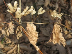 Aconitum axilliflorum