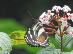 Elzunia humboldt