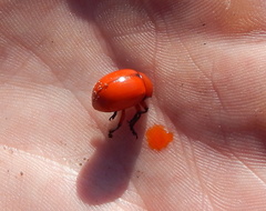 Leptinotarsa rubiginosa