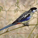 Northern Rosella - Photo (c) Graham Winterflood, some rights reserved (CC BY-SA), uploaded by Graham Winterflood