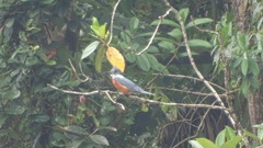 Megaceryle torquata torquata