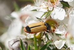 Castiarina fossoria