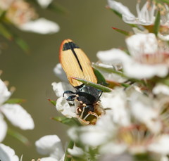 Castiarina fossoria