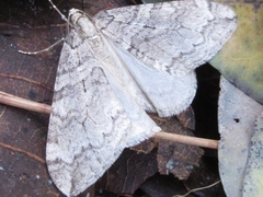 Operophtera relegata