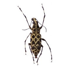 Mecotropis pantherina