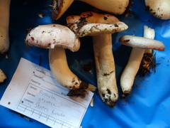 Russula stuntzii