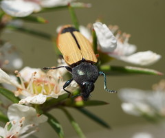 Castiarina fossoria