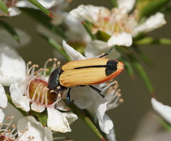 Castiarina fossoria