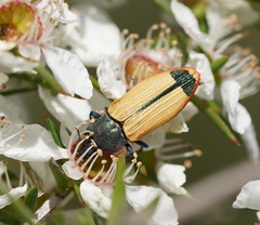 Castiarina fossoria
