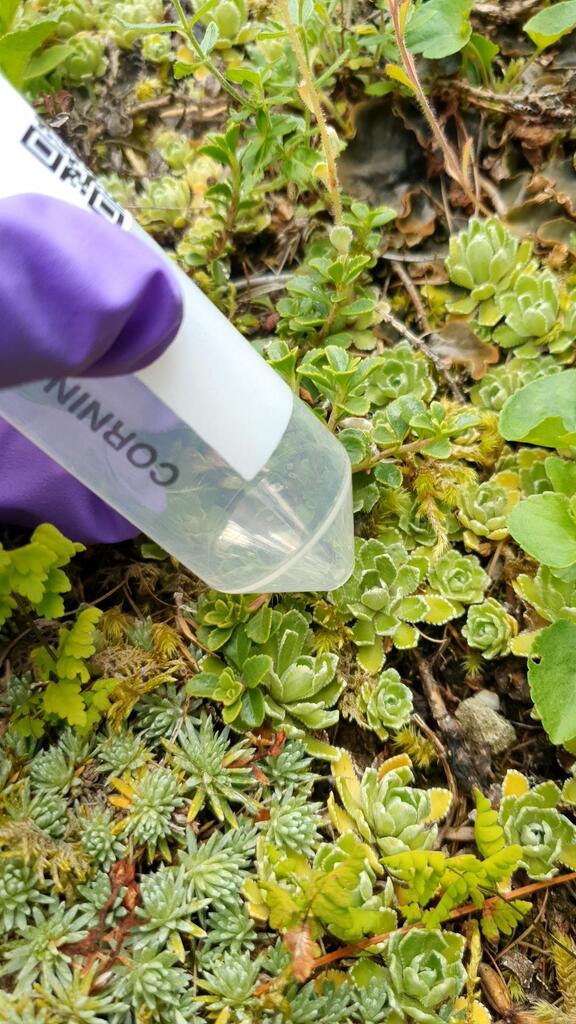 Saxifraga aizoon Jacq.