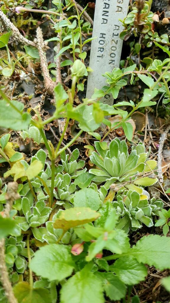 Saxifraga aizoon Jacq. 2