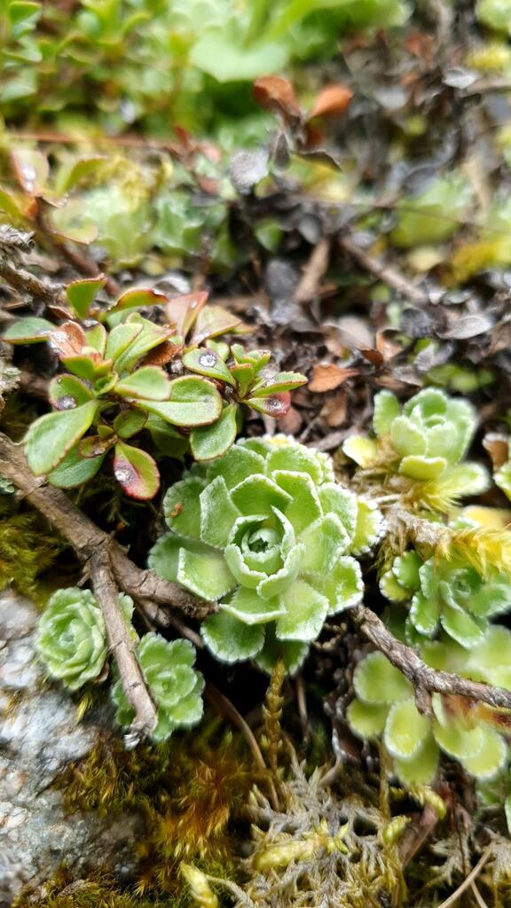 Saxifraga aizoon Jacq. 3