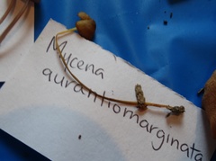 Mycena aurantiomarginata