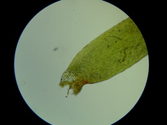 Fontinalis neomexicana