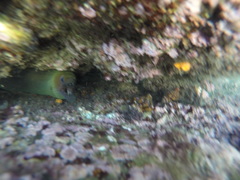 Enchelycore octaviana