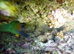 Enchelycore octaviana