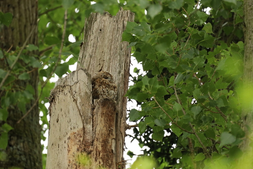 View observation of {o.common_name} on iNaturalist