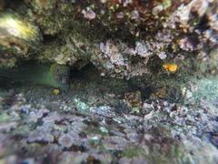 Enchelycore octaviana