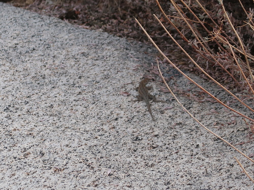 iNaturalist observation photo of Western Side-blotched Lizard