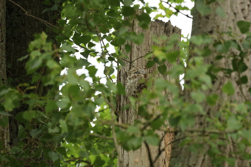View observation of {o.common_name} on iNaturalist