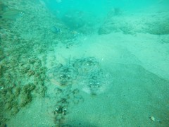 Urobatis concentricus