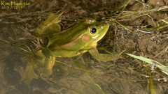 Pelophylax chosenicus