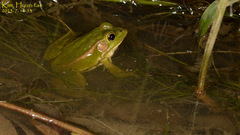Pelophylax chosenicus