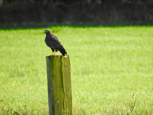 Common Buzzard