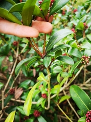 Skimmia