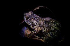 Ingerophrynus parvus