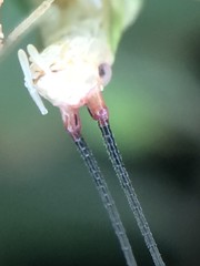 Oecanthus varicornis