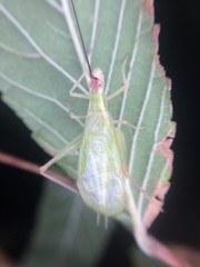Oecanthus varicornis