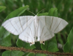 Brachurapteryx tesserata