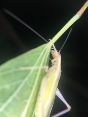 Oecanthus varicornis