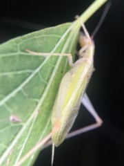 Oecanthus varicornis