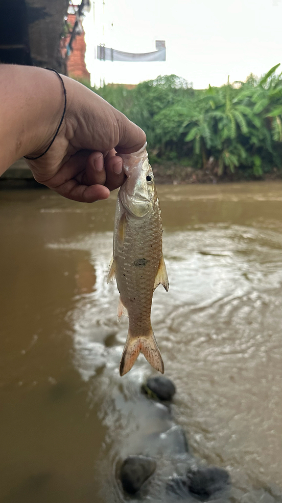 Hampala Barb (Hampala macrolepidota)