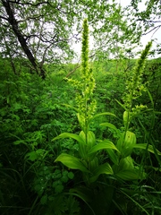 Veratrum oxysepalum