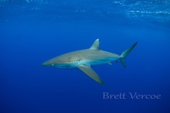 Carcharhinus falciformis