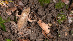 Rana uenoi