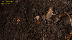 Rana uenoi