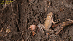 Rana uenoi