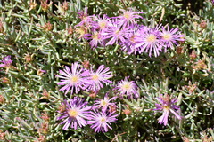 Lampranthus vernalis