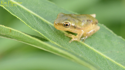 Yellow-bellied Treefrog, Dryophytes flaviventris