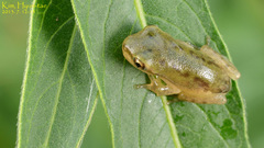Hyla flaviventris