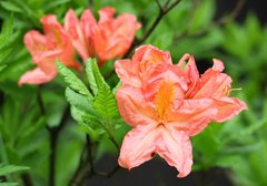Rhododendron molle japonicum