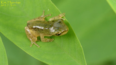 Hyla flaviventris