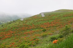 Rhododendron molle japonicum