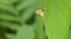 Hyla flaviventris