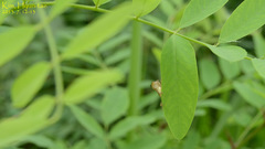 Hyla flaviventris